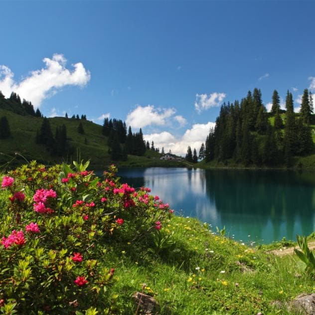 Lac d'altitude des Préalpes Vaudoises bordé de rhododendrons rouges, sapins et ciel d'été